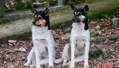 国际最新研究：狗看电视的习惯或与其个性有关