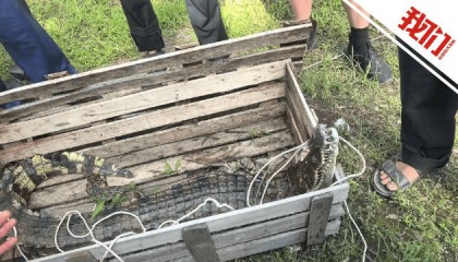 江西一景区多只鳄鱼“越狱”出逃，目击者：看到鳄鱼在现场被击毙，一只大概80斤到100斤；当地回应：已全部控制