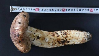 640克、长31厘米，丽江又现“松茸王”一朵卖了1600元