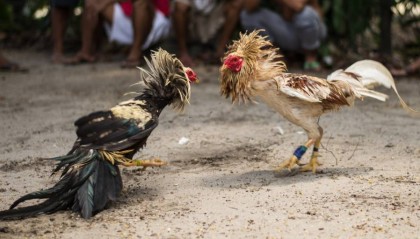 秘鲁一男子观看斗鸡比赛时被自家鸡踢到重要部位，大出血而亡