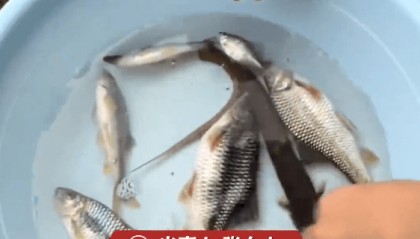 广西母女吃了从水渠捞的石斑鱼后上吐下泻送医，看了网友信息才得知“鱼籽有毒”